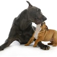 Tributo illustrates how a local company can navigate a market traditionally led by big brands through a clear focus on ingredient transparency, environmental responsibility and emotional connection with pet owners.