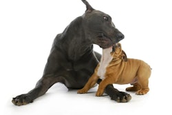 Tributo illustrates how a local company can navigate a market traditionally led by big brands through a clear focus on ingredient transparency, environmental responsibility and emotional connection with pet owners.