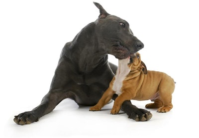 Tributo illustrates how a local company can navigate a market traditionally led by big brands through a clear focus on ingredient transparency, environmental responsibility and emotional connection with pet owners.