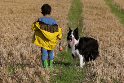 In the Mexican pet food market, adaptable companies are capturing new growth while those clinging to the past may continue struggling.