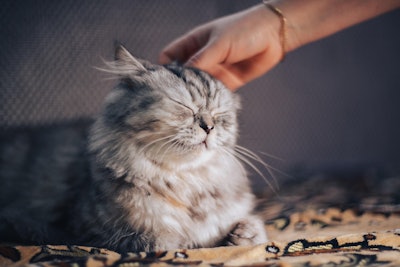 A new study shows New Zealand's relationship with its companion animals remains as strong as ever.