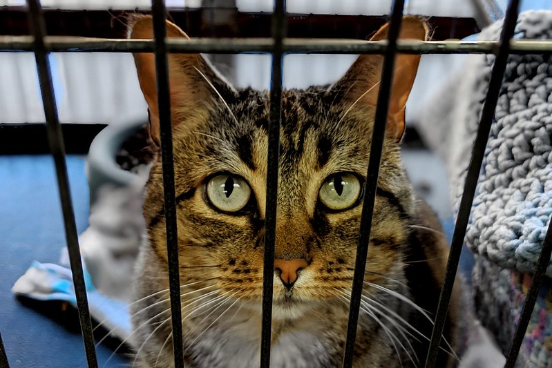 With today's economic pressures, many shelters report being overwhelmed by demand for their pet food pantry programs, while simultaneously seeing an increase in pet surrenders.
