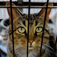 With today's economic pressures, many shelters report being overwhelmed by demand for their pet food pantry programs, while simultaneously seeing an increase in pet surrenders.