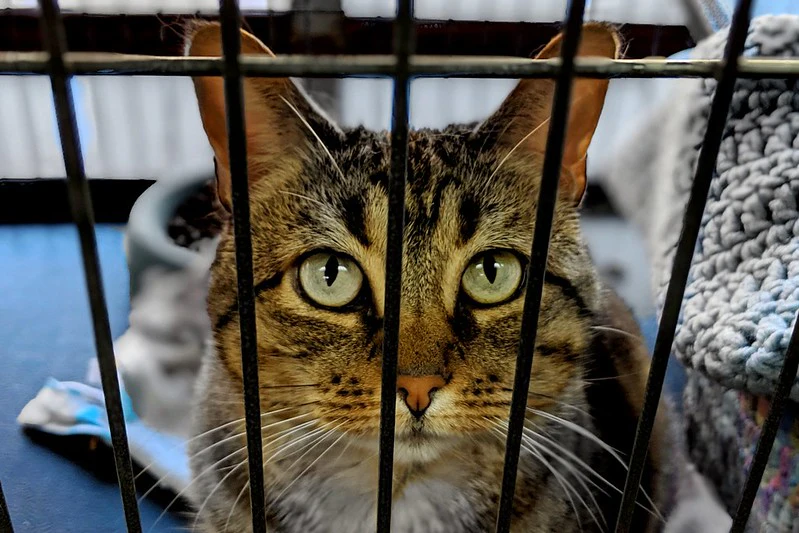 Pet food companies step up as animal surrender rates spike Pet food companies step up as animal surrender rates spike
