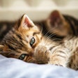According to Triplethree International, Chile isn't just an importer of pet food — it curates what it allows in. This isn't passive consumption; it's strategic selection.