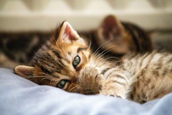 According to Triplethree International, Chile isn't just an importer of pet food — it curates what it allows in. This isn't passive consumption; it's strategic selection.