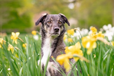 Dog In Flower Field Salofoto Pixabay com