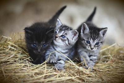 At the mid-year point, pet food companies are adapting to 2025's economic challenges through strategic adjustments rather than major overhauls, survey data shows.