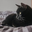 Lounging Black Cat On Bed Eduardovieiraphoto Pixabay com