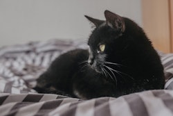 Lounging Black Cat On Bed Eduardovieiraphoto Pixabay com