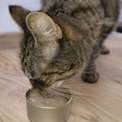 BioCraft's first product is made from mouse cells, a nod to the ancestral prey of both cats and dogs.
