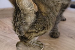 BioCraft's first product is made from mouse cells, a nod to the ancestral prey of both cats and dogs.