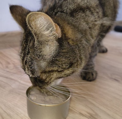 BioCraft's first product is made from mouse cells, a nod to the ancestral prey of both cats and dogs.