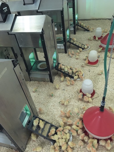 Each precision feeding station collects big data that monitors poultry bodyweight to control and measure feed intake.