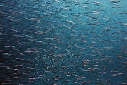 Wholechain will support Mars in improving visibility into key points within its seafood supply chain, from origin to finished product.