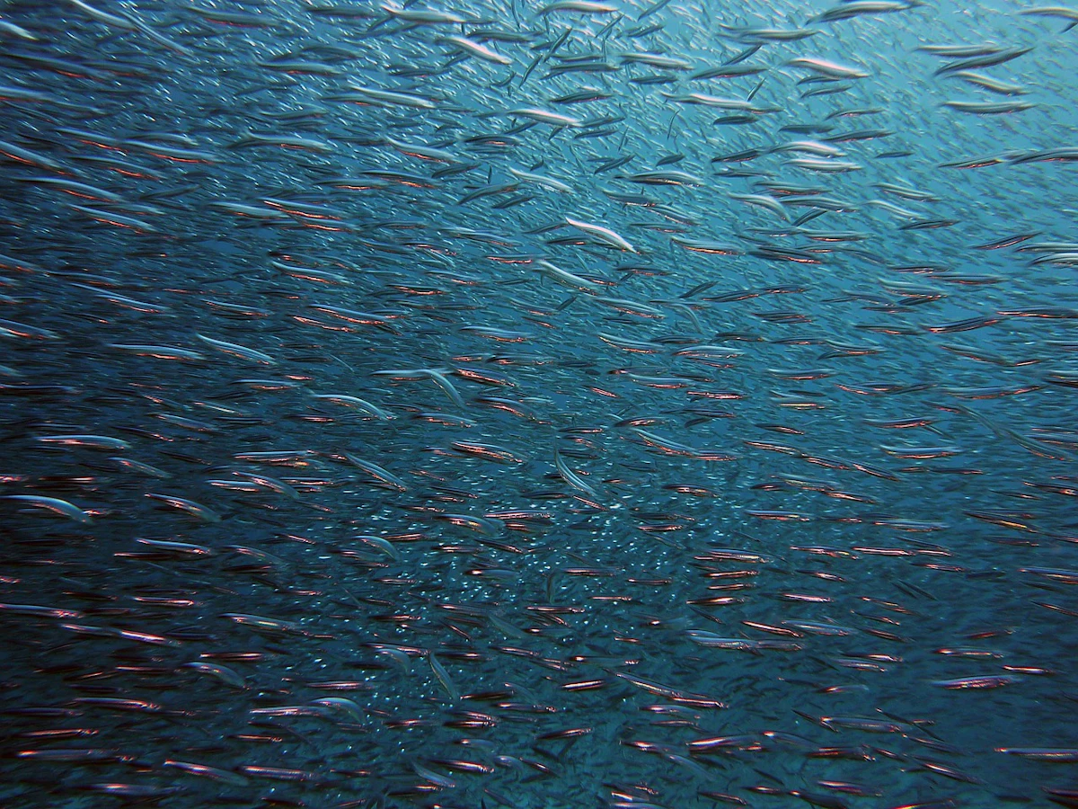 Mars adopts global seafood traceability standard Mars adopts global seafood traceability standard
