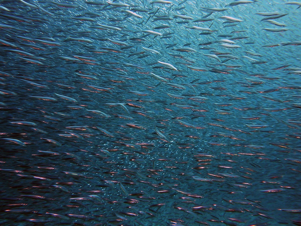 Mars adopts global seafood traceability standard
