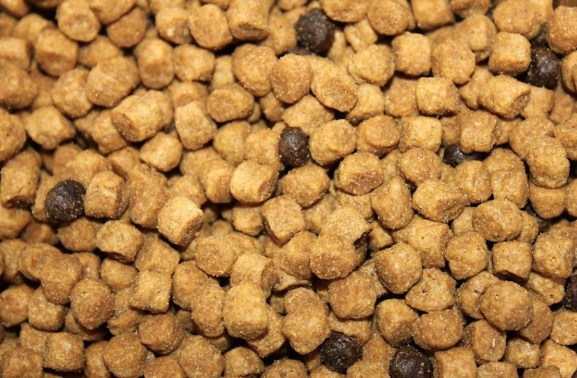 Insect protein study sparks backlash over methodology, environmental claims Insect protein study sparks backlash over methodology, environmental claims