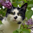Cat In Flowering Bush Corinaselberg Pixabay