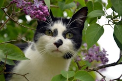 Cat In Flowering Bush Corinaselberg Pixabay