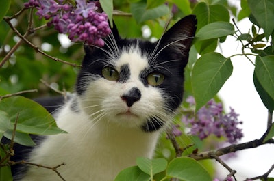 Cat In Flowering Bush Corinaselberg Pixabay