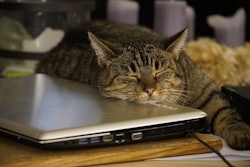 Multiple factors are converging to create a challenging environment for Brazil's pet food sector.