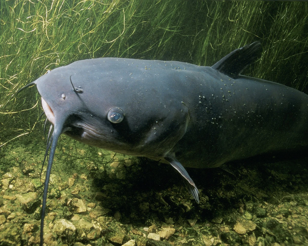 MAWS Act would fund use of invasive blue catfish in pet food, animal feed MAWS Act would fund use of invasive blue catfish in pet food, animal feed