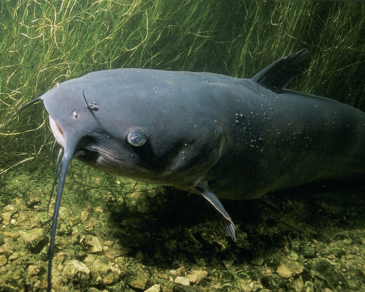 MAWS Act would fund use of invasive blue catfish in pet food, animal feed