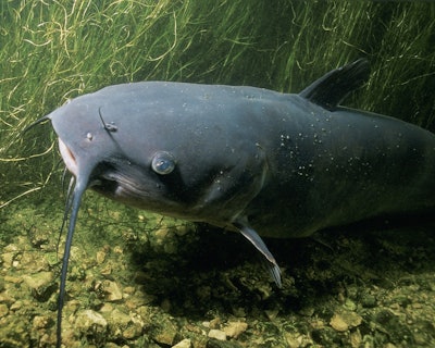 Under the MAWS Act, NOAA would administer grants to pet and animal food manufacturers to use the invasive blue catfish which is threatening the Chesapeake Bay on the Atlantic coast of the U.S.
