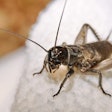 A recent Kansas State University study suggested partial replacement and defatting strategies for successful insect protein integration in pet food manufacturing.