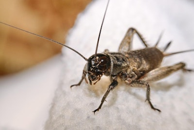A recent Kansas State University study suggested partial replacement and defatting strategies for successful insect protein integration in pet food manufacturing.