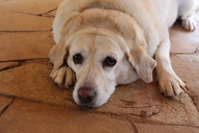 Researchers found that popular sporting breeds — particularly Labrador retrievers and Golden retrievers — demonstrate significantly higher food motivation compared to other breed groups.