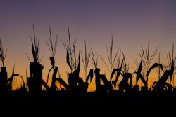 Eei Tony Big Stock Photo com Corn Field At Sunset