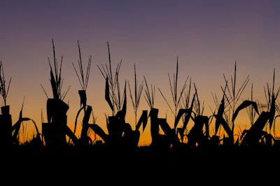 Eei Tony Big Stock Photo com Corn Field At Sunset