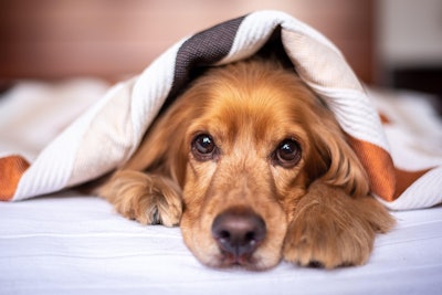 Data from CouponCabin shows 44% of respondents prioritize spending on pets over personal purchases, family or friends.