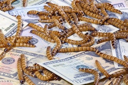 Hamsterman Big Stock com Mealworm Money Insect Novel Ingredient
