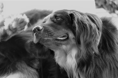 A new clinical trial found that dogs receiving an indole-rich postbiotic showed a 20% reduction in scratching and 27% improvement in perceived itching compared to placebo in just 14 days.