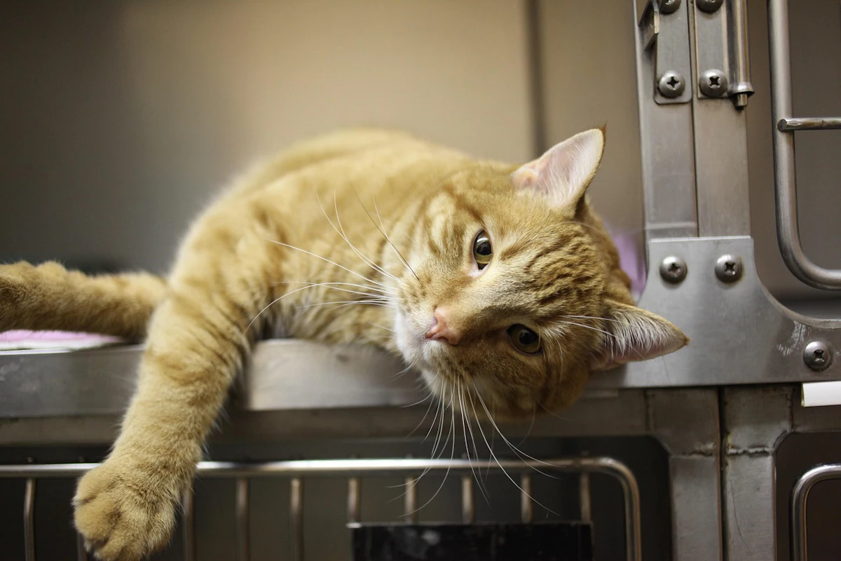 The veterinary profession and pet food The veterinary profession and pet food