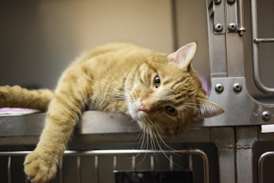 Veterinarians must be provided with nutritional education that matches pet owners’ unique needs with regards to their animals’ health and wellness.