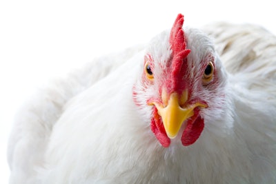 White Chicken Closeup On White Bkgrnd 1