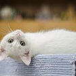 Indonesia has long since gone to the cats, with the balance tipping in their favor both in tonnage and in dollars when it comes to the pet food market.