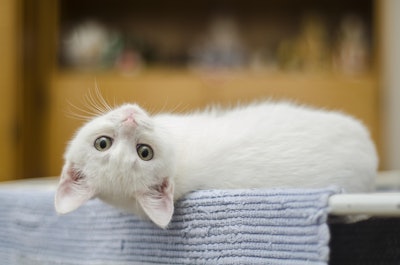 Indonesia has long since gone to the cats, with the balance tipping in their favor both in tonnage and in dollars when it comes to the pet food market.