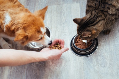 Anastas Dog Cat Eating