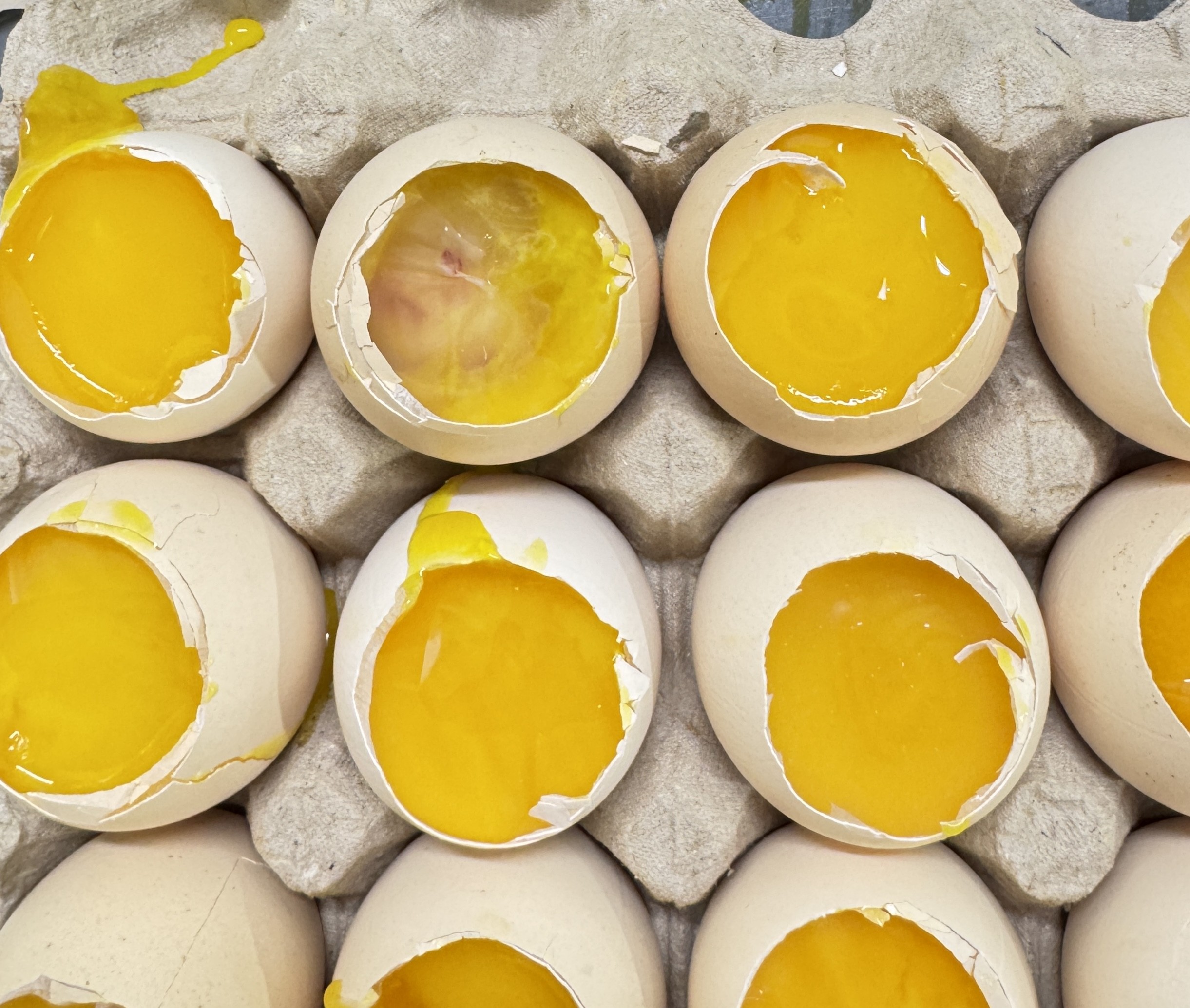 Arm Hammer Enterocuccus Disease Control Program