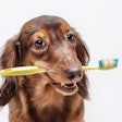 Aug2025 Pet Dental I Stock com