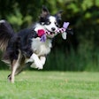 Border Collie 672633 1280