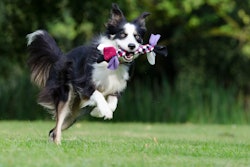 Border Collie 672633 1280