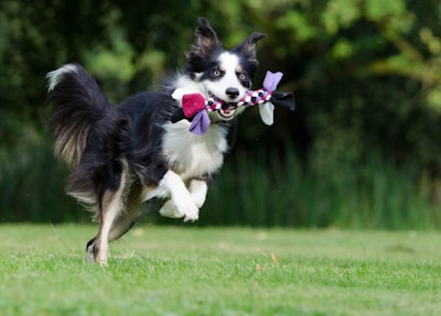 Border Collie 672633 1280