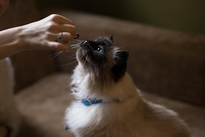 Cat Being Fed Treat By Owner Stock Snap Pixabay