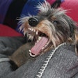 Omni is offering compensation to a dedicated dog owner willing to sniff their dog's break every day for 12 weeks in the name of science.